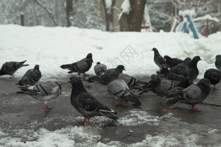 许多街头鸽子在冬天的雪中吃东西寒冷的图片