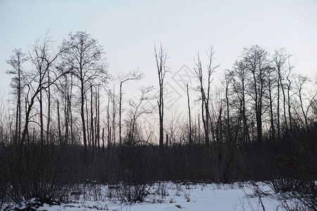 以树木和森林为背景的美丽冬季景观圣诞节和新年的心情降雪和图片