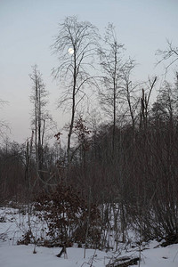 以树木和森林为背景的美丽冬季景观圣诞节和的心情降雪和图片