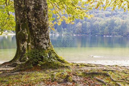 Bohinj湖边的老树图片