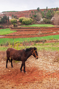 一匹土生长的棕色马夏天站在小麦田附近图片