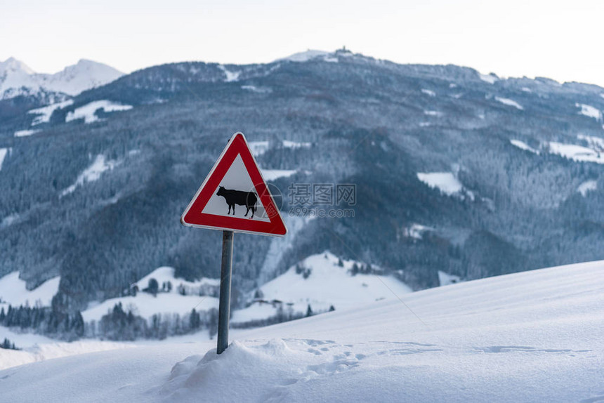 牛警告交通标志欧洲红色三角形背景是白雪覆盖的草地和山脉和日落冬季服务SchladmingDachstein图片