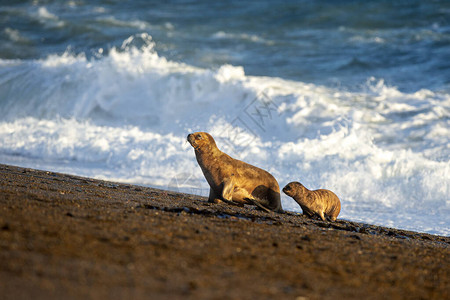 海滩上的海狮肖像海豹图片