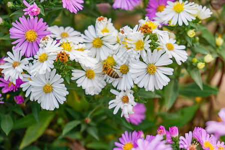 一只蜜蜂在菊花上提取花蜜来图片