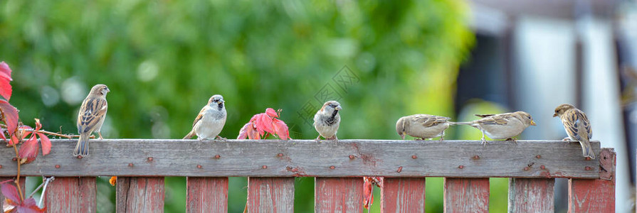 麻雀坐在木栅栏上特写图片