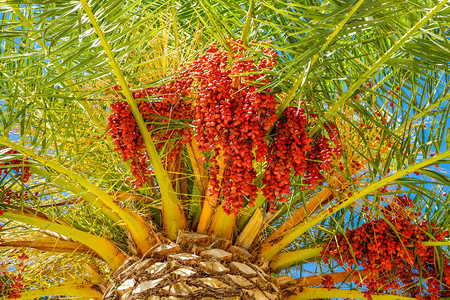 枣树枝挂在棕榈树上图片