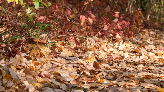 在阳光明媚的一天森林里落叶的秋天色背景图片