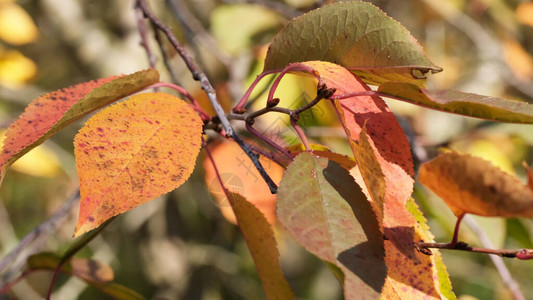 在阳光明媚的日子里秋天色彩多的草图背景树枝图片