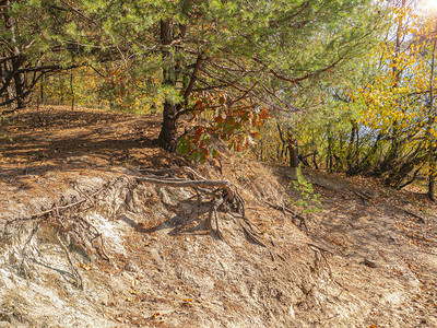 阳光下悬崖上的松树自然景观图片