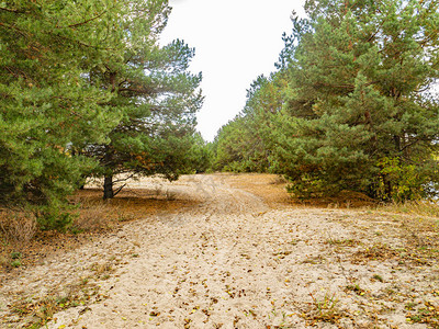 松树林中的沙路自然景观图片