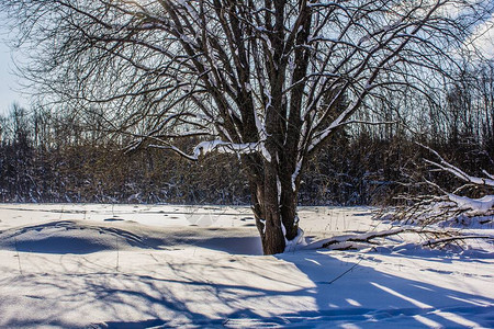 多雪的冬季森林在阳光明媚的天气冬季景观雪中的树木白雪皑的森林小图片