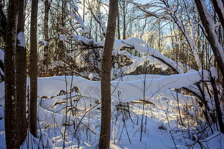 多雪的冬季森林在阳光明媚的天气冬季景观雪中的树木白雪皑的森林小图片