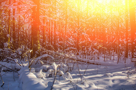 多雪的冬季森林在阳光明媚的天气冬季景观雪中的树木白雪皑的森林小图片