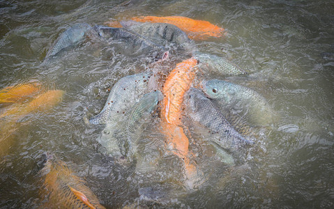 淡水鱼养殖场金鲤鱼罗拉匹亚或橙色鲑鱼和在水面池塘喂食图片