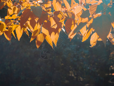 五颜六色的秋天树枝在凉爽的蓝天背景下图片
