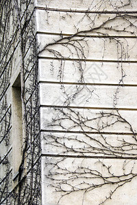 装饰葡萄树枝沿着建筑的墙壁编织图片