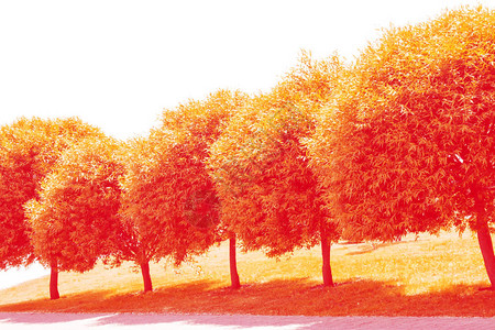 棕色的秋天风景树上露着明亮多彩图片