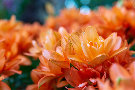 春天的花园里橙菊花开得很美图片
