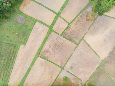 乡村空中观察中的稻田图片