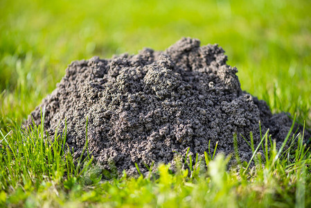被破坏的草坪是欧洲Mole活动的结果图片