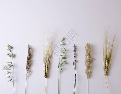 燕麦蒲苇黑麦薰衣草的茎位于背景下方的白色背景上水图片