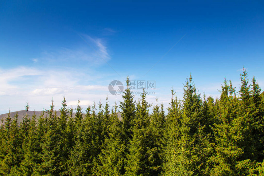 绿色圣诞树的顶部夏季山景图片