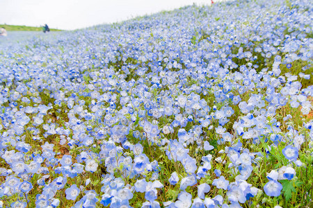 Menziesii蓝色小眼睛花背景图片