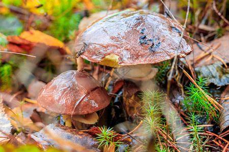 森林草丛中的冷冻蘑菇图片