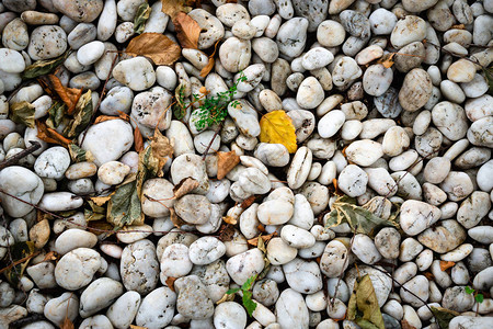 鹅卵石白色鹅卵石背景与干燥的秋叶和绿色的幼草图片