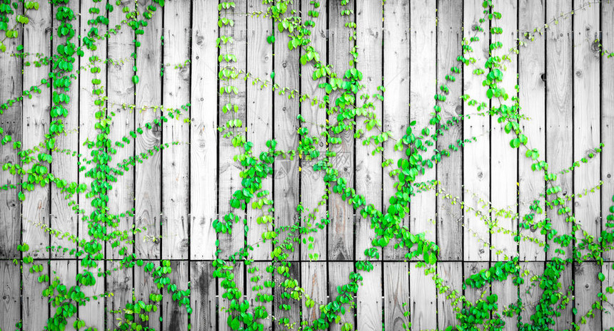 攀爬在木栅栏上的绿色常春藤房子灰色和白色木墙上的爬山虎植物生长在木板上的常春藤复古背景户外花园天然绿叶图片