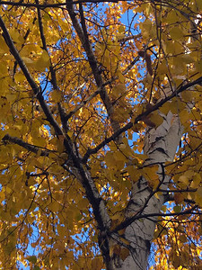 美丽的秋天风景与黄树图片