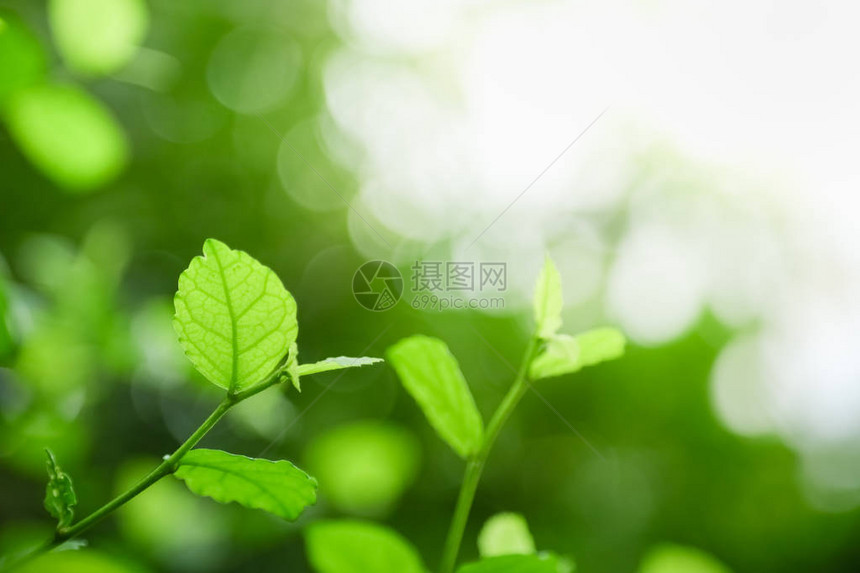 在阳光下与散景和复制空间使用作为背景自然植物景观生态壁纸概念的模糊绿色背景上的自然景观年图片