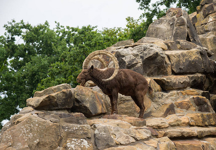 在柏林动物临海羊岩山高清图片