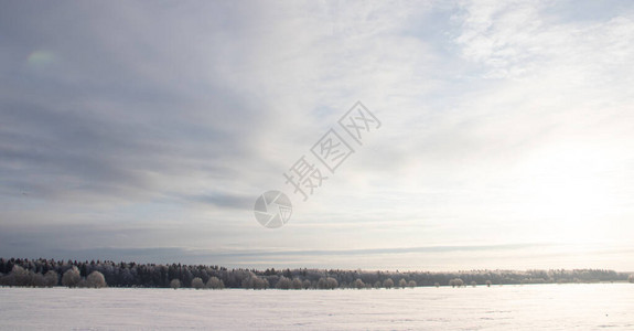 冰冻白树田间雪域冬季景观图片