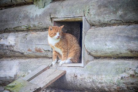 猫从窗户爬出来宠物图片