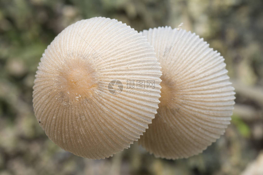 白帽蘑菇或小日本伞图片