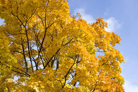 金色秋天黄色的红叶对着图片