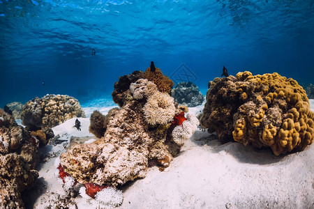 珊瑚与海葵和沙底水下有珊瑚礁和鱼背景图片