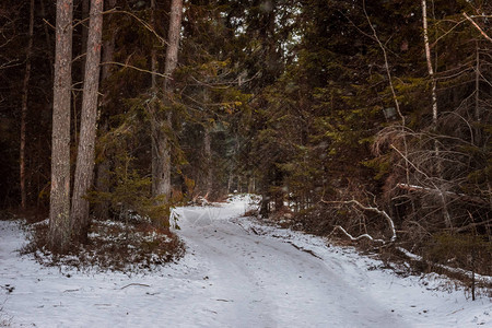 穿过冬天白雪皑的松树林的路径图片
