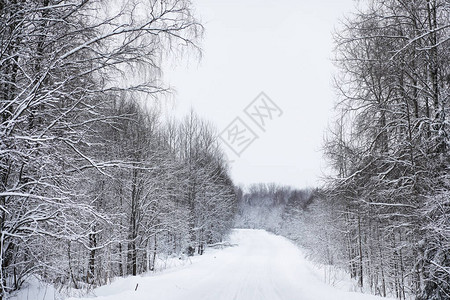 雪覆盖田地和森林的冬季图片