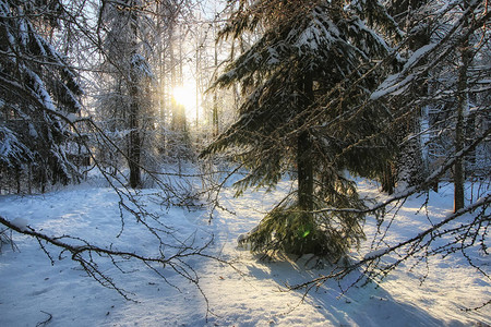 冬季森林景观阳光雪图片