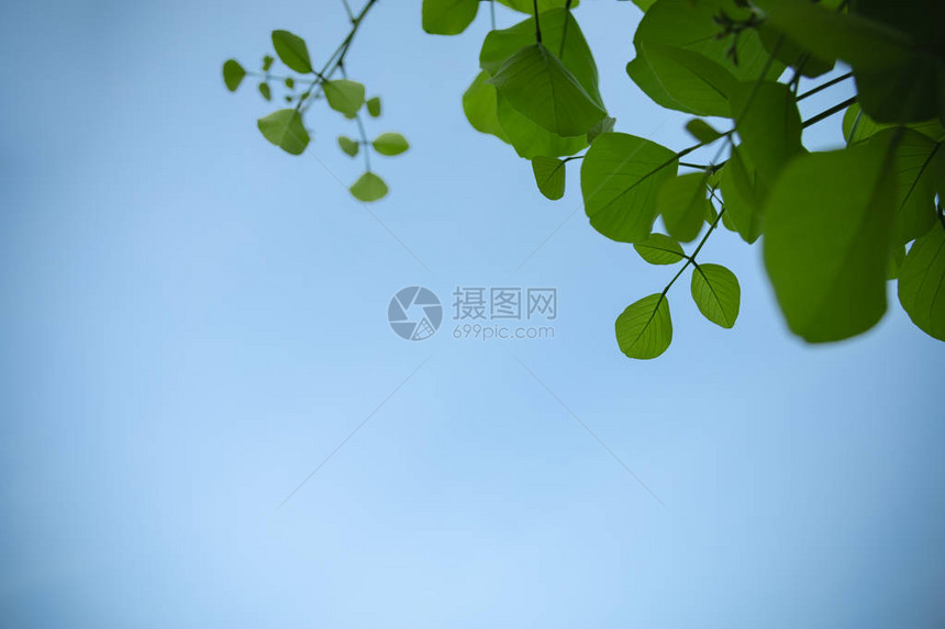 阳光下清澈蓝天背景下的自然景观绿叶特写图片