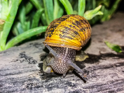 Snail缓慢移动在轮椅的表面宏图片