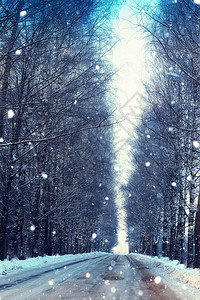 冬季公园的树木和道路景观图片