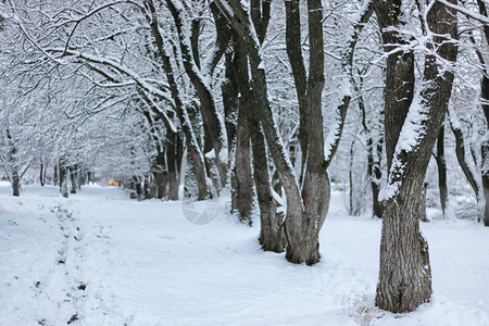 树公园的冬天雪图片