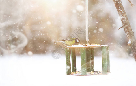 槽上的小山雀吃种子冬天的鸟图片