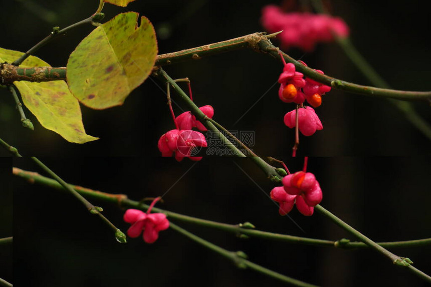 Euonymus物种普通刺斑布什图片