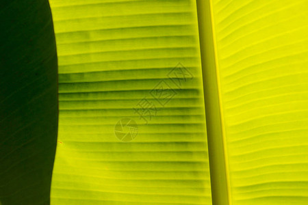 自然生态背景与大香蕉叶在阳光下带点和斑点的天然香蕉叶多汁新鲜绿图片