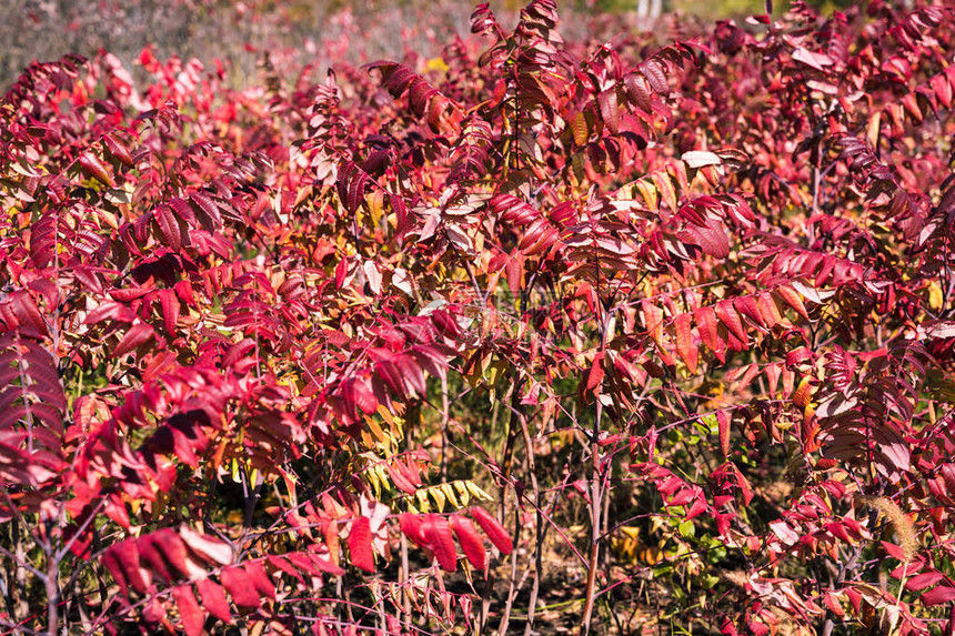 平滑的苏玛克灌木有红落色叶子图片