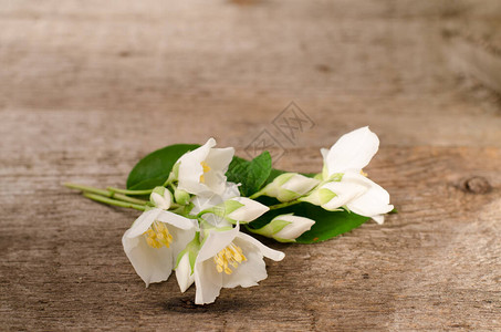 放在旧木桌上的清新芬芳的茉莉花白图片